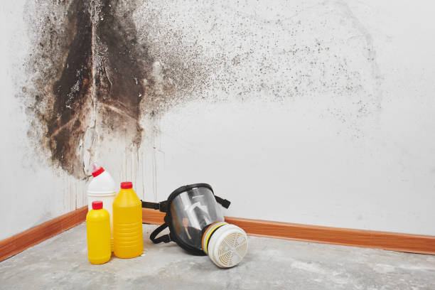 Mold Removal and Inspection in Fair Haven, NJ