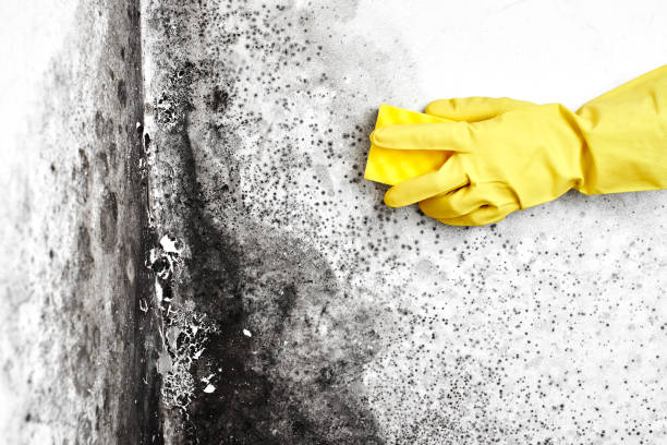 Best Black Mold Removal  in Fair Haven, NJ