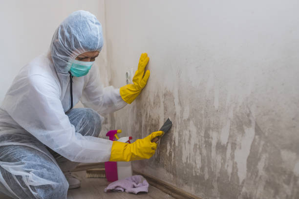 Best Mold Damage Repair  in Fair Haven, NJ