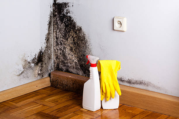 Professional Mold Removal in Fair Haven, NJ