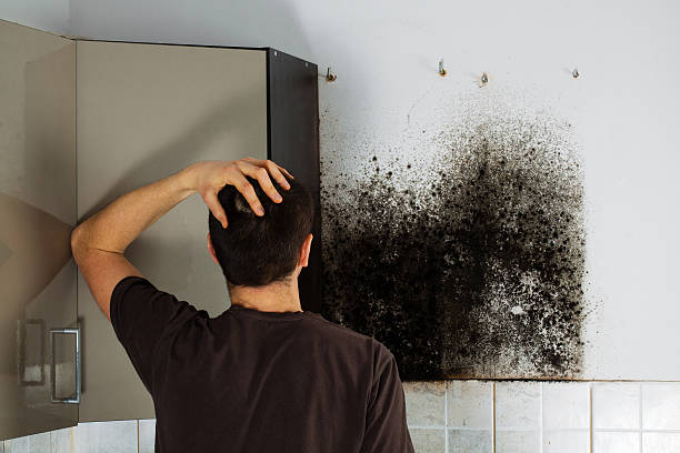 Best Mold Damage Repair  in Fair Haven, NJ