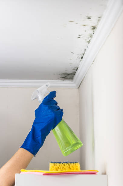 Best Toxic Mold Removal  in Fair Haven, NJ
